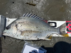 キビレの釣果