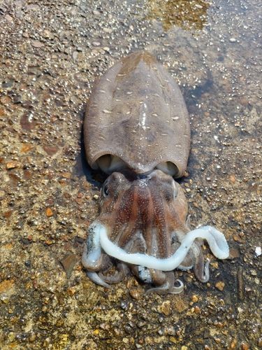 モンゴウイカの釣果