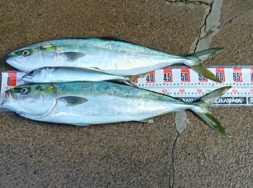 釣果