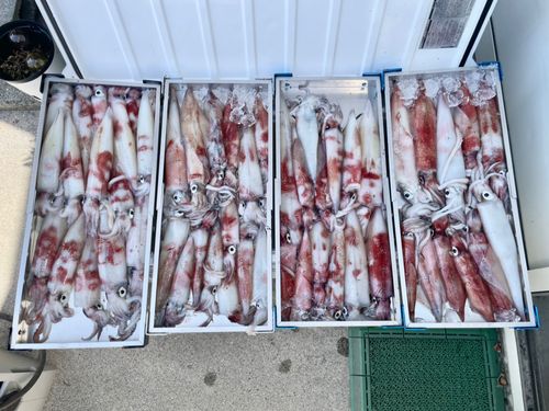 ケンサキイカの釣果