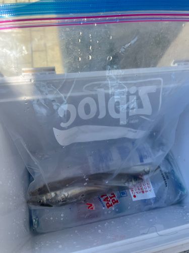 キスの釣果