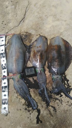 アオリイカの釣果