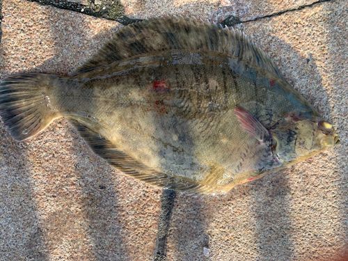 クロガシラガレイの釣果