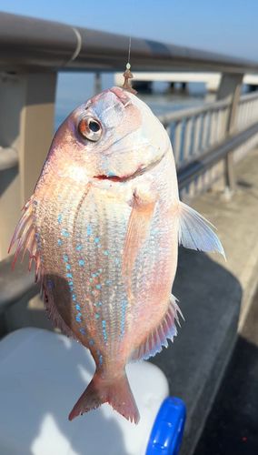 チダイの釣果