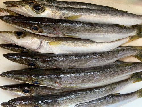 カマスの釣果
