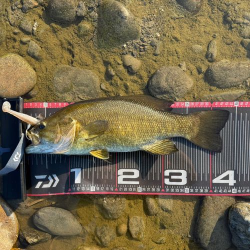 スモールマウスバスの釣果