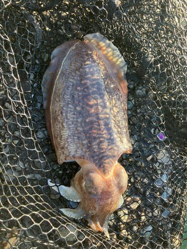 コウイカの釣果