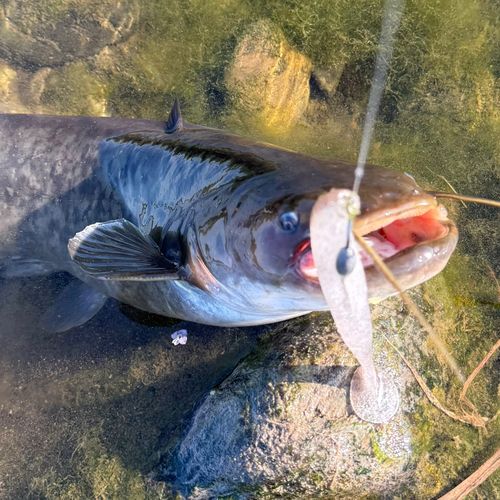 ナマズの釣果