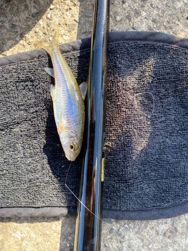 タモロコの釣果