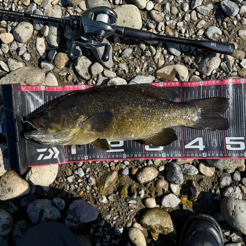 スモールマウスバスの釣果