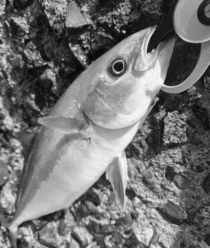 ヒラマサの釣果