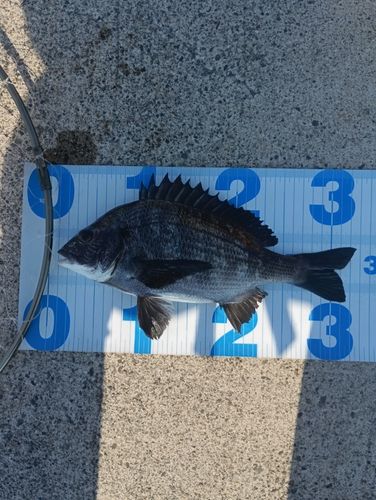 クロダイの釣果