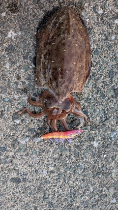 コウイカの釣果