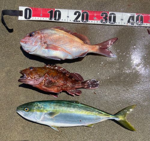 マダイの釣果