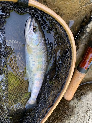 ヤマメの釣果