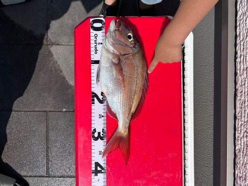 マダイの釣果