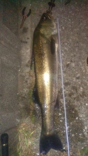 シーバスの釣果