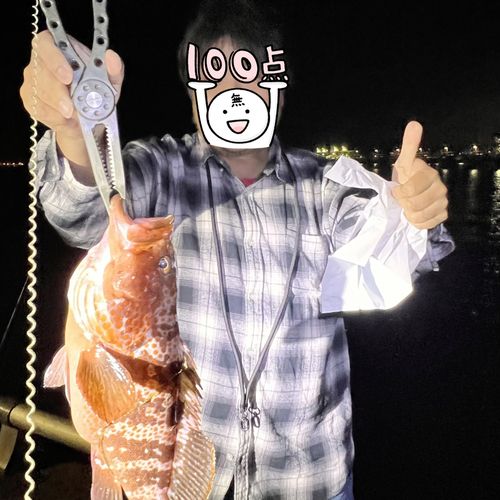 キジハタの釣果
