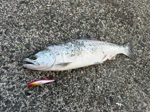 サクラマスの釣果