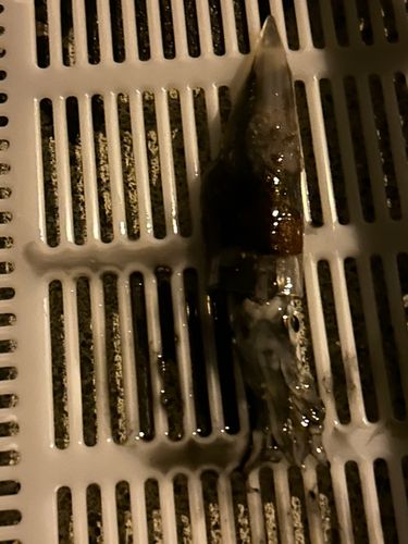 ヒイカの釣果