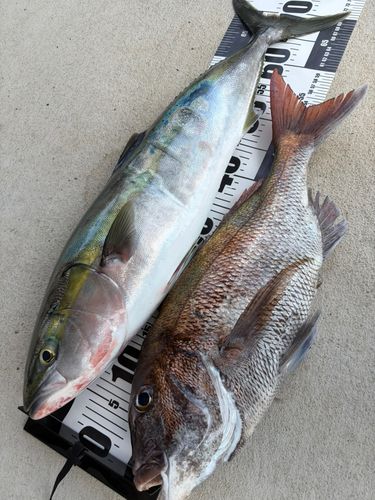 タイの釣果