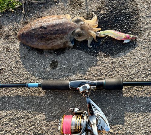 コウイカの釣果