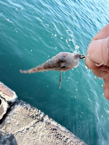 ホウボウの釣果