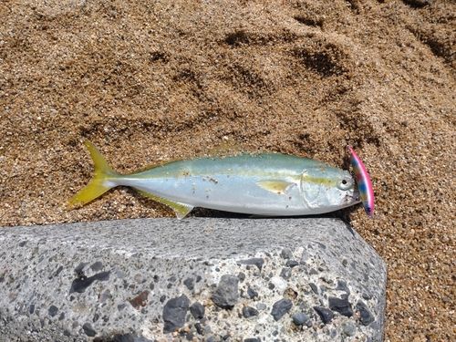 イナダの釣果