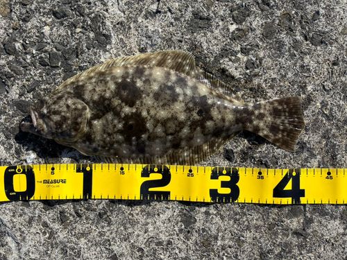 ヒラメの釣果