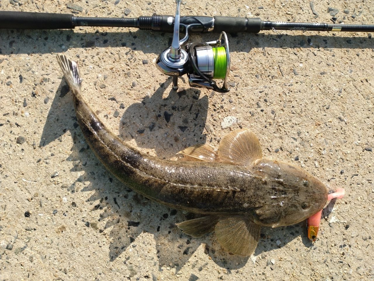 SHIMANO 18ディアルーナ S96Mの最安値・インプレ・釣果 | 本音の口コミ