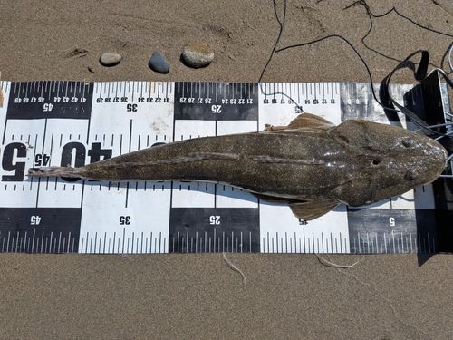 マゴチの釣果