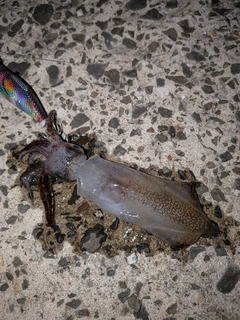 イカの釣果
