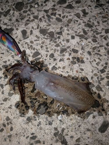 イカの釣果