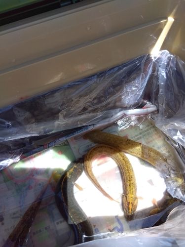 ダイナンギンポの釣果