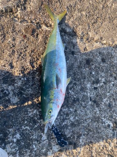 ワラサの釣果