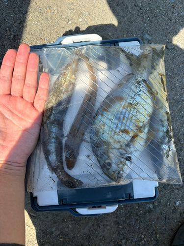 キスの釣果
