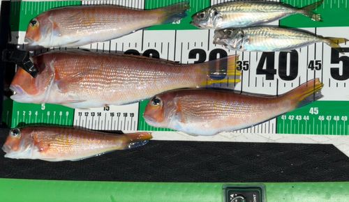 アマダイの釣果