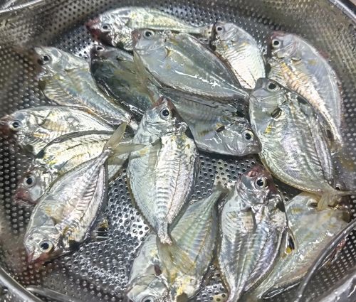 ヒイラギの釣果
