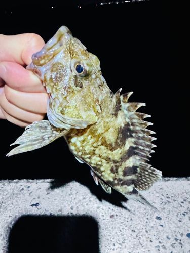カサゴの釣果