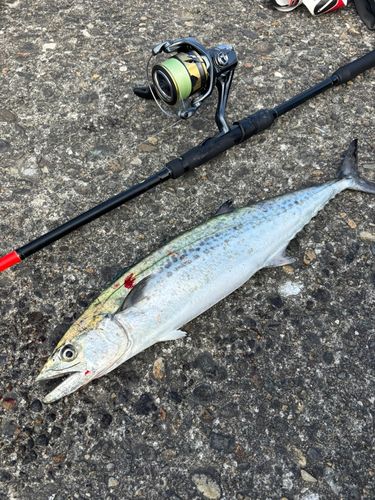 サゴシの釣果
