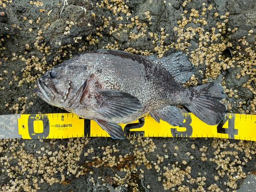 クロソイの釣果