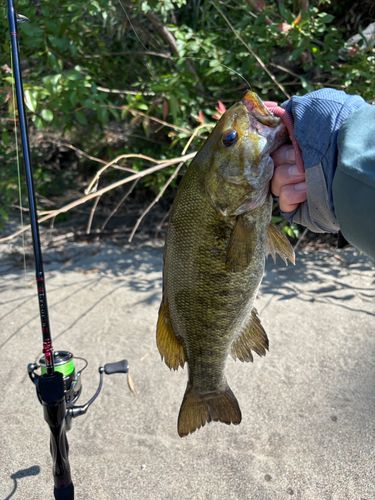 スモールマウスバスの釣果