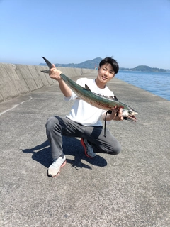 サワラの釣果