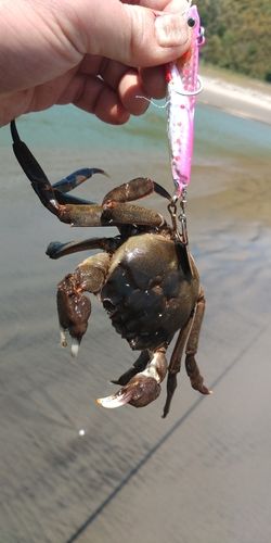 モクズガニの釣果