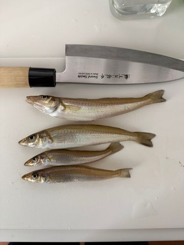キスの釣果