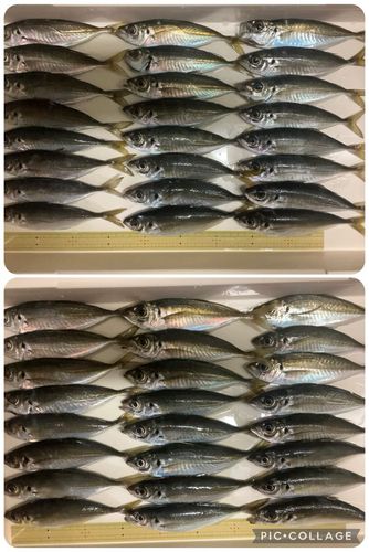 アジの釣果