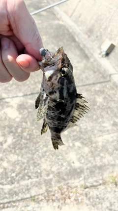 タケノコメバルの釣果