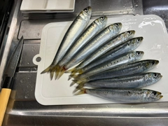 マイワシの釣果