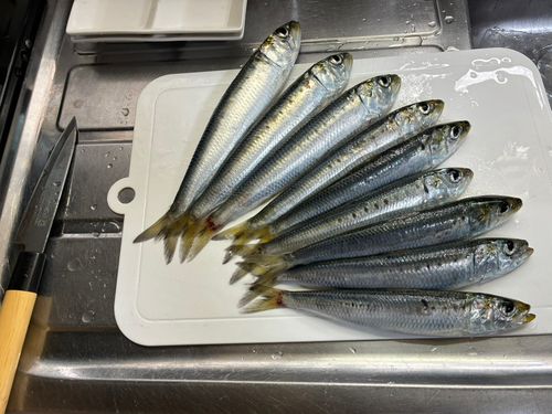 マイワシの釣果
