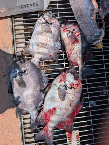 イシダイの釣果